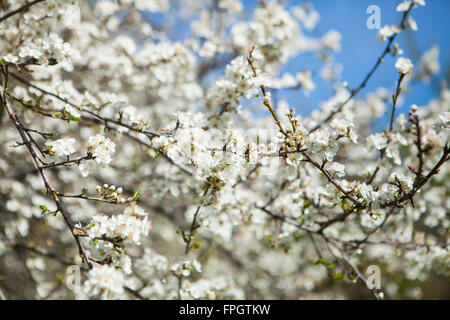 spring blossoms on tree, Cambria, California Stock Photo