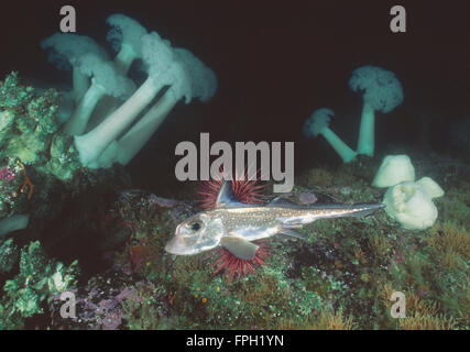 Spotted Ratfish Chimaera (Hydrolagus colliei) Adult male, showing head ...