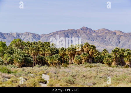 The palm trees at Coachella Valley Preserve Stock Photo