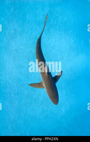 Silky Shark (Carcharhinus falciformis) Dorsal surface from above with shark swimming over sandy lagoon floor. Stock Photo