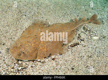 Eastern Angel Shark (Squatina albipunctata) Worlds first underwater photographs of this species. Stock Photo