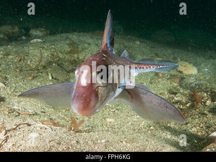 male Spotted Ratfish, Hydrolagus colliei, British Columbia Canada ...