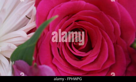 Close up of red rose and white chrysanthemum Stock Photo