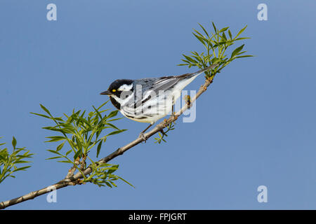 Black-throated Gray Warbler  Dendroica nigrescens Tucson, Pima County, Arizona, United States 4 March  Adult Male  Parulidae Stock Photo