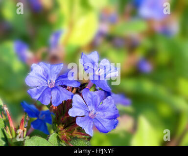 Macro of Leadwort flowers against a blurred green leaf background Stock Photo