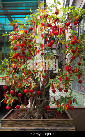 HO CHI MINH, VIETNAM - JANUARY 27, 2016: Decorated tree for Tet, the Vietnamese New Year which takes place on February 8th which Stock Photo