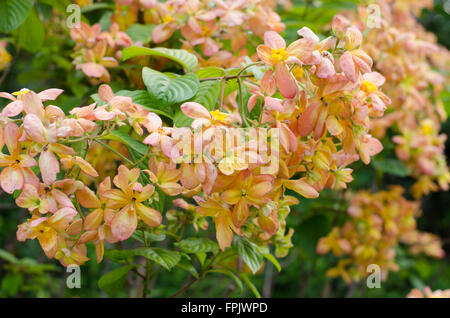 Mussaenda Philippica Virgin Tree in Garden ,Thailand Stock Photo