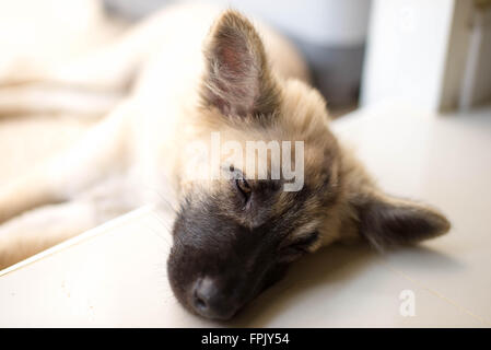 Sleepy Thai Dog Stock Photo