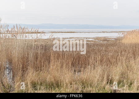 Lower Heswall marshes, Wirral, Merseyside looking towards North Wales over the Dee Estuary. Stock Photo