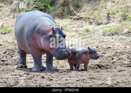 Hippo family (Hippopotamus amphibius) outside the water, Africa Stock Photo