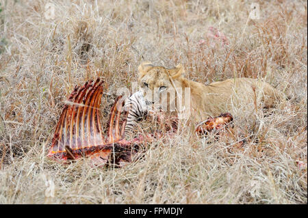 Lion eating a zebra, National park of Kenya, Africa Stock Photo