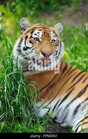 Amur Tigers on a geass in summer day Stock Photo