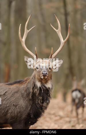 Beautiful Red Deer in forest Stock Photo