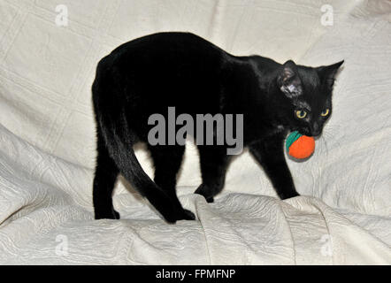 black kitten playing Stock Photo