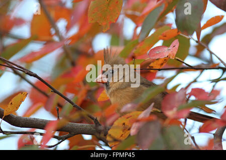 Northern cardinal in autumn tree Stock Photo