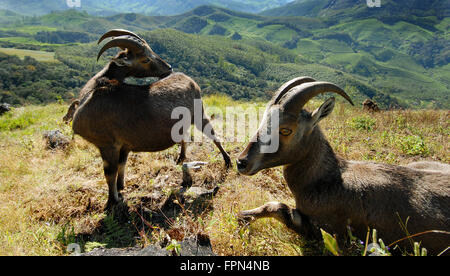 Rare Nilgiri Tahr (Hemitragus hylocrius) Mountain Goat in the Western Ghats,Southern India.Endangered species seen in kerala Stock Photo