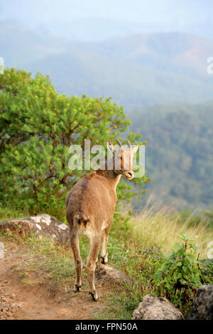 Rare Nilgiri Tahr (Hemitragus hylocrius) Mountain Goat in the Western Ghats,Southern India.Endangered species seen in kerala Stock Photo