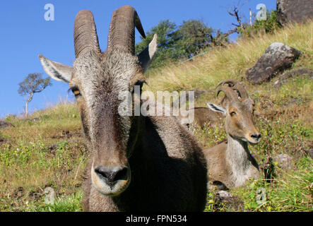 Rare Nilgiri Tahr (Hemitragus hylocrius) Mountain Goat in the Western Ghats,Southern India.Endangered species seen in kerala Stock Photo