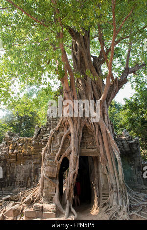 Spectacular Fig tree, Ficus religiosa, completely overwhelming the Eastern Gopura next to a tower in Ta Som, Cambodia Stock Photo