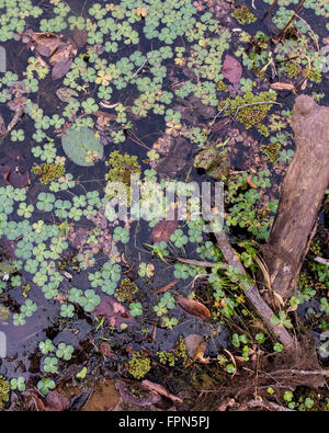Marsilea quadrifolia, Water Shamrock, aquatic ferns of the water clover family, floating in the moat around Preah Khan temples , Stock Photo