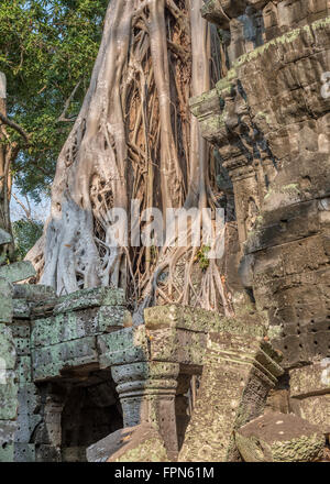 Huge Banyan tree or strangler fig, growing over the 12th Century Ta ProhmTemple, Cambodia, built by King Jayavarman VII Stock Photo