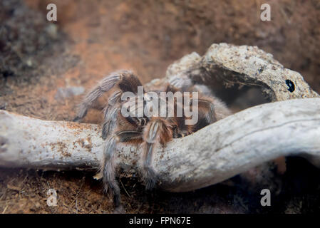 Tarantula waiting, half hidden and camouflaged in its den, to ambush its prey. Stock Photo