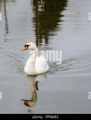 Single swan swimming on a canal in North England with a reflection of the head and neck in the mirror like water surface Stock Photo