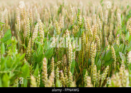 Background of ripening wheat ears, closeup with selective focus Stock Photo