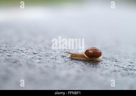 Closeup of snail crawling on wet surface, shallow depth Stock Photo