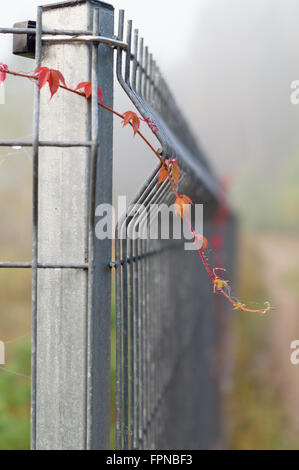 Closeup on metal rod fence with climbing plants Stock Photo