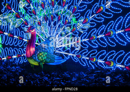 The illuminated peacock lights display christmas xmas seasonal illuminations lighting Kew Gardens, London UK. Stock Photo