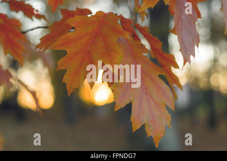 Autumn twig of nothern red oak (Quercus rubra) with orange leaves, shallow depth Stock Photo