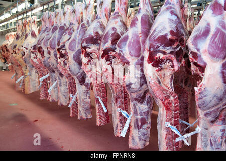 hanging slaughtered freshly alamy carcasses processing abattoir cattle awaiting