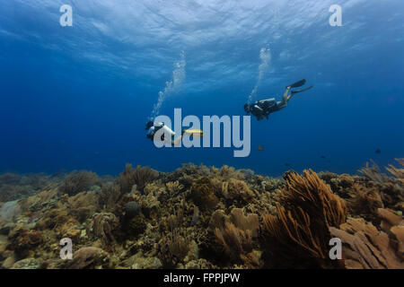 Two scuba divers exploring the coral reef off the coast of Roatan Stock Photo