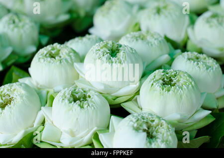 Thai traditional style folding white lotus bouquet Stock Photo