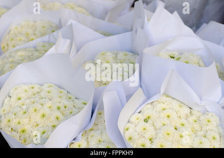 Beautiful white chrysanthemum in flower market, Thailand Stock Photo