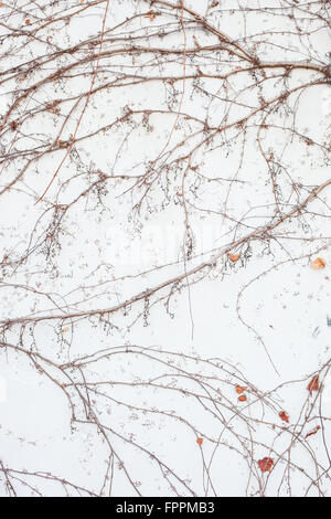 Old vines on white stucco wall Stock Photo