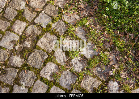 Cobblestones walkway with moss and grass growing in the cracks Stock Photo