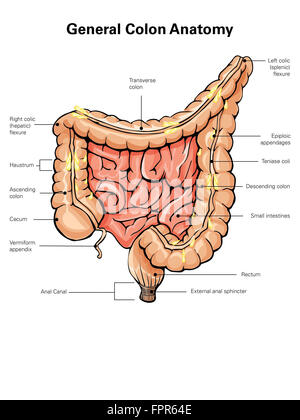 General colon anatomy, with labels. Stock Photo