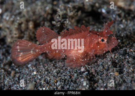 A juvenile Ambon scorpionfish (Pteroidichthys amboinensis) sits on the sandy seafloor of Horseshoe Bay in Komodo National Park, Stock Photo