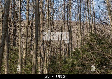 Beautiful scenery in a central Pennsylvanian forest. Stock Photo