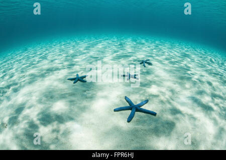 Bright sunlight ripples across starfish on a shallow sand seafloor in the tropical Pacific Ocean. Stock Photo