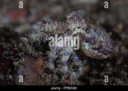 A blue-ringed octopus (Hapalochlaena sp.) clings to the seafloor in Lembeh Strait, Indonesia. This is the most venomous inverteb Stock Photo