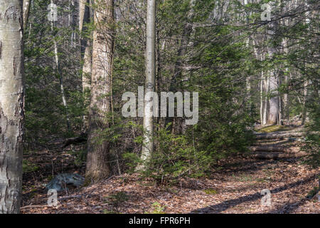 Beautiful scenery in a central Pennsylvanian forest. Stock Photo