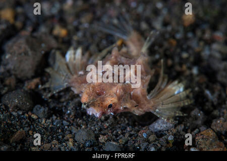 A dragon seamoth (Eurypegasus draconis) crawls across the sandy seafloor in Komodo National Park, Indonesia. This tropical regio Stock Photo