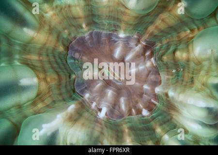 Detail of a large coral polyp in Komodo National Park, Indonesia. This tropical region in Indonesia is known for its spectacular Stock Photo