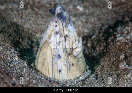 A tiny cleaner shrimp removes parasites from a Black-finned snake eel (Ophichthus cephalozona) on a sandy seafloor in Indonesia. Stock Photo
