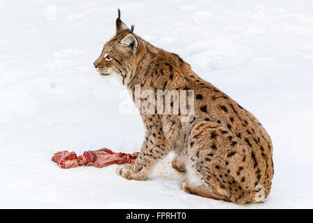 Eurasian lynx (Lynx lynx) eating meat in the snow in winter, bavarian forest Germany Stock Photo