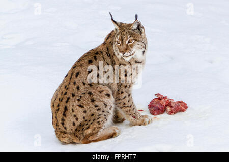 Eurasian lynx (Lynx lynx) eating meat in the snow in winter, bavarian forest Germany Stock Photo