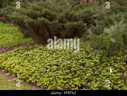 Juniper , Juniperus  horizontalis 'Mother Lode' Stock Photo